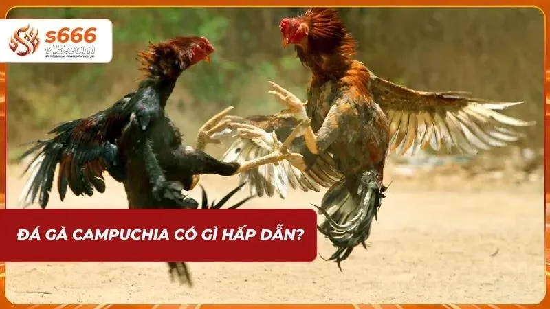 Đá Gà Campuchia | Trực Tiếp Những Trận Chiến Đỉnh Cao 2026 2 Sức hút từ các trận kê đấu kịch tính đem lại sự phấn khích cho bet thủ
