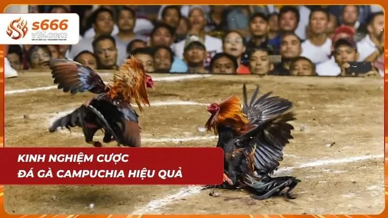 Đá Gà Campuchia | Trực Tiếp Những Trận Chiến Đỉnh Cao 2026 6 Bí quyết chọn chiến kê chuẩn xác giúp cược thủ nâng cao tỷ lệ thắng