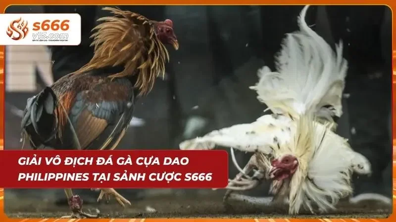 Giải đấu đá gà chuyên nghiệp với quy mô quốc tế