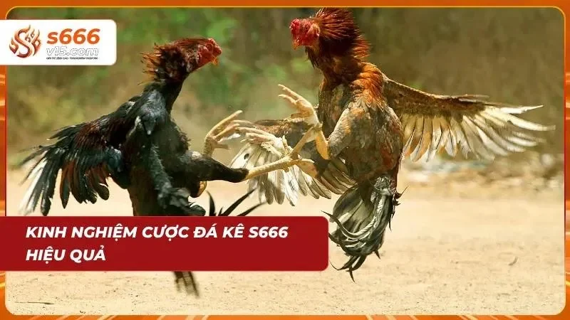 Người chơi nghiên cứu dữ liệu trước khi đưa ra lựa chọn