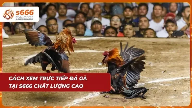 Người dùng theo dõi trận đấu trực tiếp với hình ảnh sắc nét